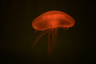 Tal Paz-fridman, At the aquarium #8