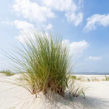 Beach grass on the North Sea coast: gentle waves and green grass in the sunlight