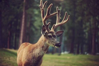 Young Buck - Fineart photography by Kevin Russ