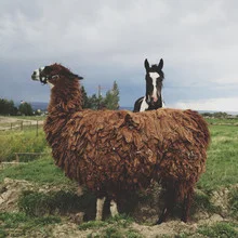 Photo art by Kevin Russ: Llama and horse peacefully stand on a grassy field under a blue sky.
