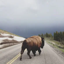 Bison walking on a street in Yellowstone National Park by Kevin Russ