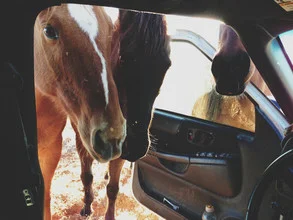 Photo art by Kevin Russ: curious horses in nature, playful mood.