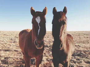 Friendly horses in nature, peaceful scene, lovely colors.