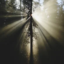 Sunlight beams in the forest with trees and a blue sky