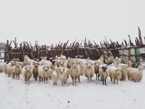Schneebedeckte Schafe in einer Herde, die ruhig in die Kamera schauen.