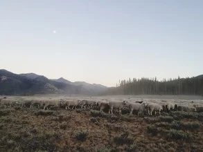 Photo art by Kevin Russ: sheep herd on a wide pasture at sunset