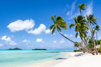Beautiful palm beach photo on Bora Bora with gentle waves and turquoise water.