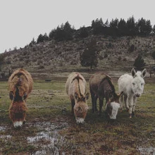 Fotokunst von Kevin Russ: Mini-Pferde und Esel in kalifornischer Landschaft