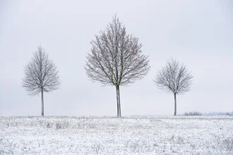 Photo art by Helmut Pfirrmann: minimalist winter landscape with a tree