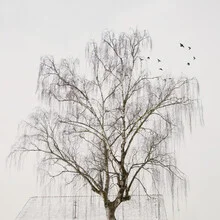 Black and white photo art by Lena Weisbek: birch trees and barn in a calm landscape