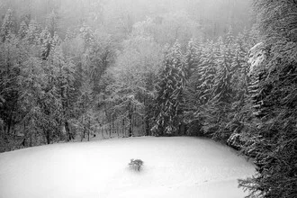 Photo art by Bernd Grosseck: little tree in a wintry cold atmosphere.