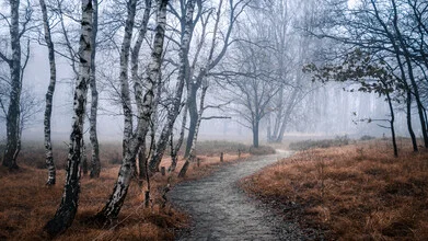 Winter mood in the forest with fog and calm trees