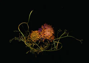 Photo art by Ramona Reimann: soft flower composition in gentle colors