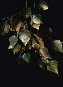Lovely photo art by Ramona Reimann: birch tree with golden leaves in soft light