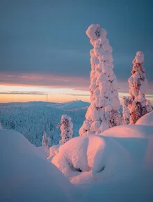 Dawn over snow-covered trees in Finland, soft light mood.