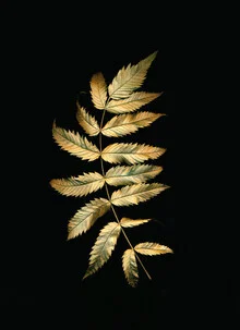 Fotokunst von Ramona Reimann: sanfte Darstellung von Schönheit und Natur