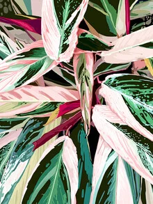 Illustration of a tropical houseplant with colorful leaves in vibrant hues.