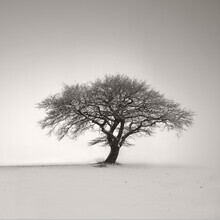Lena Weisbek, Lonely Tree