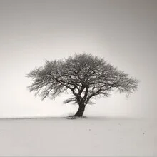 Photo art by Lena Weisbek: solitary tree in a winter landscape