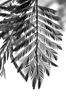 Photo art: delicate and beautiful plants in soft colors and harmonious composition