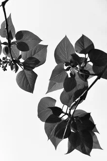 Photo art by Studio Na.hili: green leaves with soft light tones