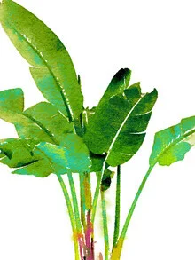 Wall art featuring vibrant tropical banana leaves in watercolor