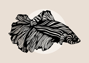 Eman Almallahi, Siamese Fighting Fish (Jordan, Asia)