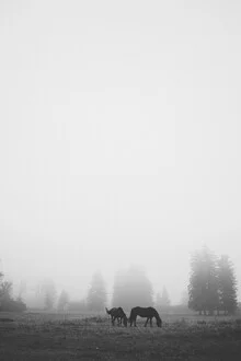 Grazing horses in the fog, surrounded by gentle shadows and trees.