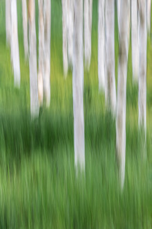 Michael Jurek, Birch Trees (Germany, Europe)