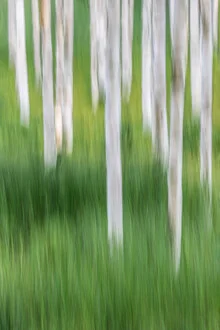 Photo art by Michael Jurek: birch trees in soft light, a serene nature scene
