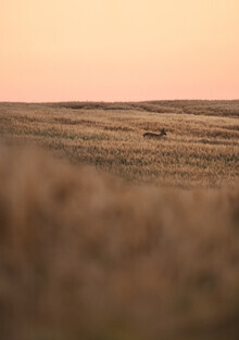 Patrick Noack, Countryside (Germany, Europe)