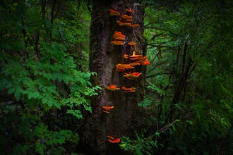 Photo art by Boris Buschardt: gentle forest scene with mushrooms in Pacific Rim National Park