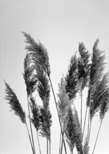Schwarz-Weiß Fotokunst mit Pampasgras, das sanft im Wind weht.