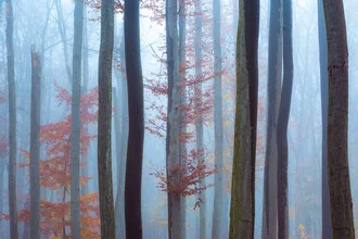 Fotokunst von Martin Wasilewski: Nebel umhüllt einen herbstlichen Wald
