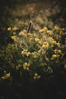 Photo by Stephanie Hagenstein: yellow flowers in sunlight, cheerful mood.