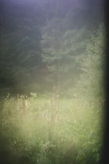 View of green trees through a window capturing the morning mist