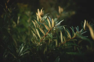 Photo art: Sea buckthorn plant with morning dew in soft morning light
