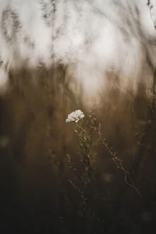 Photo art by Stephanie Hagenstein: delicate blossom against a softly blurred background
