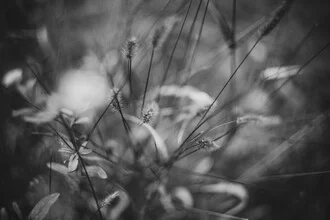 Photo by Stephanie Hagenstein: soft grasses in black and white with a bokeh effect.