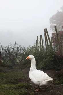 Fotokunst von Manuela Deigert: friedliche Gans im Garten mit herbstlichem Nebel