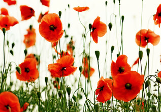 Manuela Deigert, Roter Mohn