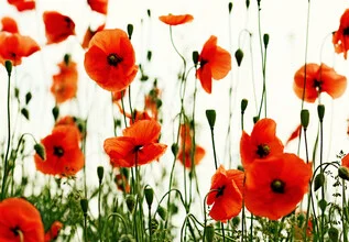 Photo art by Manuela Deigert: red poppy in soft light