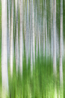 Michael Jurek, Birches Abstract