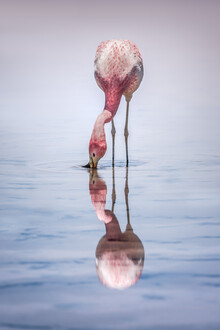 Michael Jurek, Chaxa Flamingo
