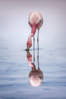 Photo art by Michael Jurek: calm flamingo in a serene setting in Chile