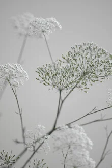 White-beige blossoms in soft light, minimal photo art by Studio Na.hili.