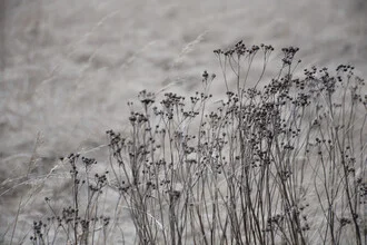 Photo art by Studio Na.hili: delicate flower buds in a beige golden field