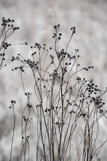 Photo of sleeping flower buds in a beige field