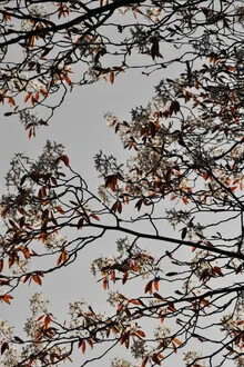 Photo art by Studio Na.hili: blooming cherry tree in spring with soft pastel shades.