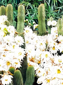 Wall art by Uma Gokhale: vibrant cacti and flowers in a lively style